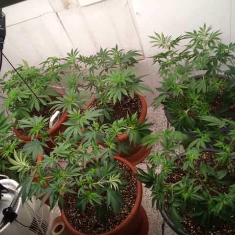 Seriotica a la GaNjaJoHnNaY growlog photo: nachher 