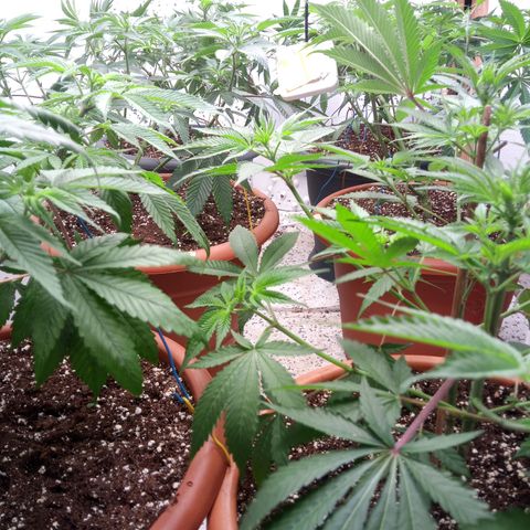 Seriotica a la GaNjaJoHnNaY growlog photo: nachher 