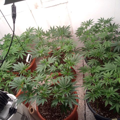 Seriotica a la GaNjaJoHnNaY growlog timeline photo