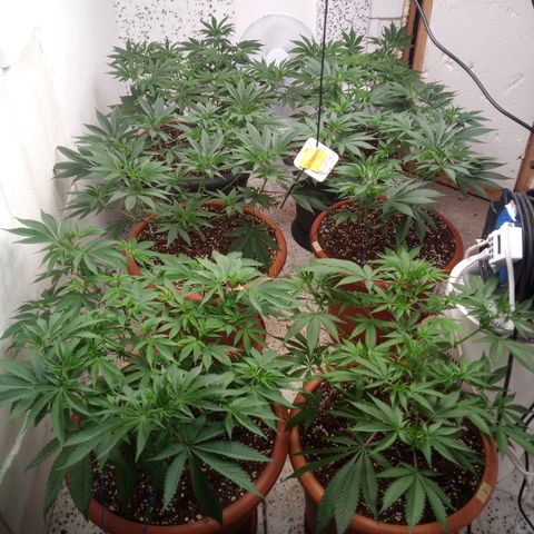 Seriotica a la GaNjaJoHnNaY growlog timeline photo