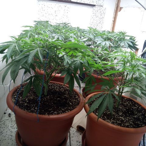 Seriotica a la GaNjaJoHnNaY growlog timeline photo