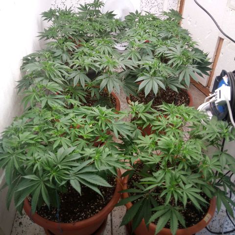 Seriotica a la GaNjaJoHnNaY growlog timeline photo