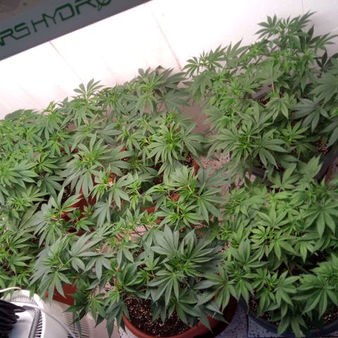 Seriotica a la GaNjaJoHnNaY growlog timeline photo