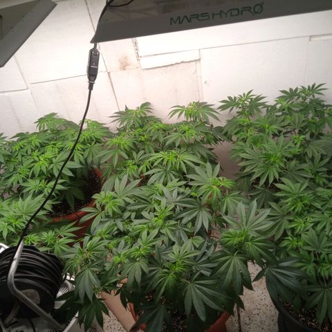 Seriotica a la GaNjaJoHnNaY growlog timeline photo