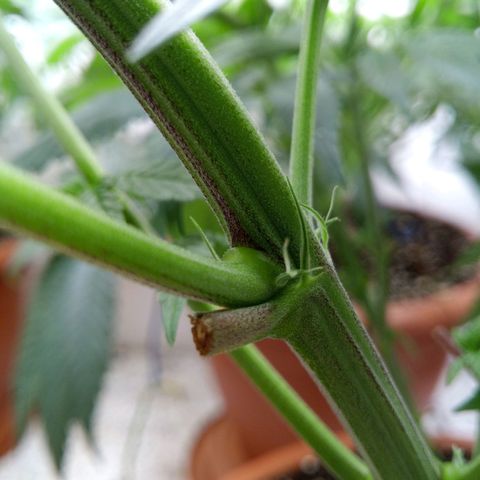 Seriotica a la GaNjaJoHnNaY growlog timeline photo