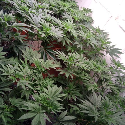 Seriotica a la GaNjaJoHnNaY growlog timeline photo