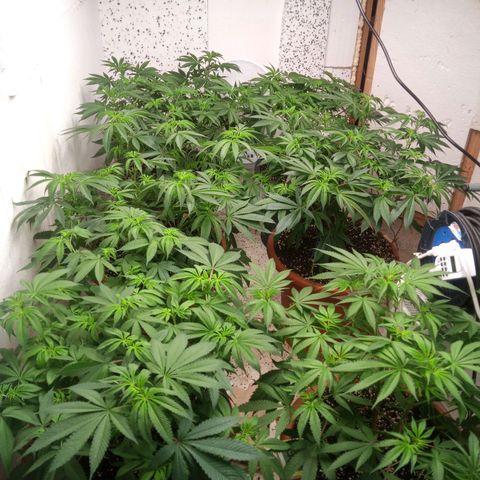 Seriotica a la GaNjaJoHnNaY growlog timeline photo