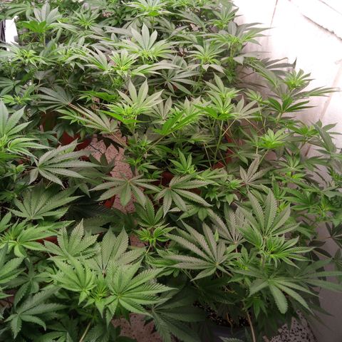 Seriotica a la GaNjaJoHnNaY growlog timeline photo