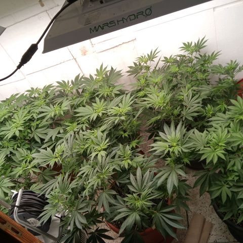 Seriotica a la GaNjaJoHnNaY growlog timeline photo