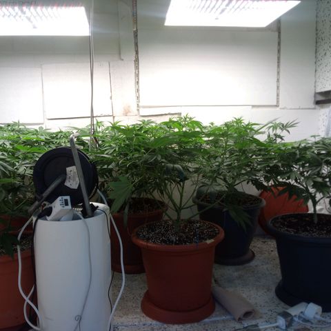 Seriotica a la GaNjaJoHnNaY growlog timeline photo