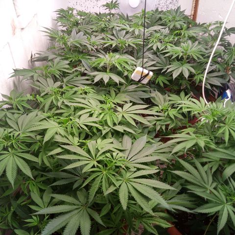 Seriotica a la GaNjaJoHnNaY growlog timeline photo