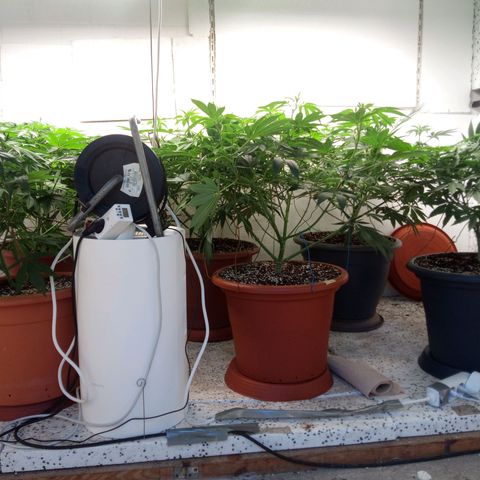 Seriotica a la GaNjaJoHnNaY growlog timeline photo