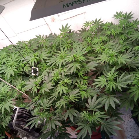 Seriotica a la GaNjaJoHnNaY growlog timeline photo