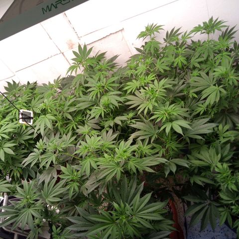 Seriotica a la GaNjaJoHnNaY growlog photo: vorher