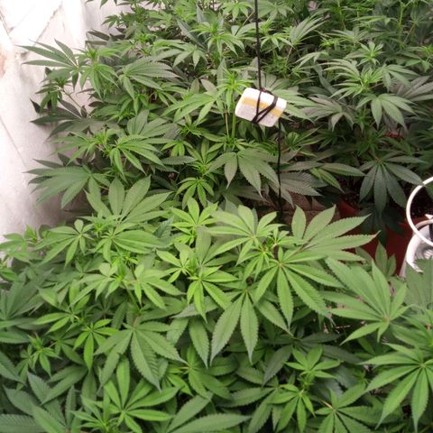 Seriotica a la GaNjaJoHnNaY growlog photo: vorher