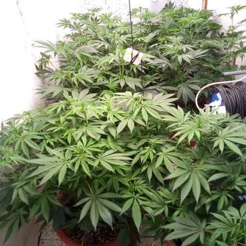 Seriotica a la GaNjaJoHnNaY growlog photo: vorher