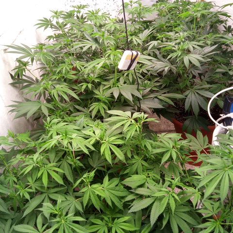 Seriotica a la GaNjaJoHnNaY growlog photo: nachher 