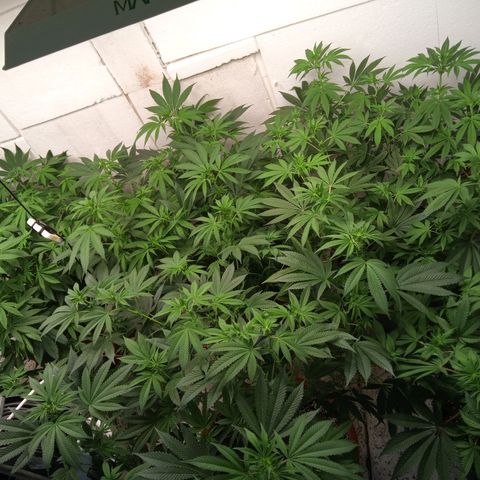 Seriotica a la GaNjaJoHnNaY growlog photo: nachher 