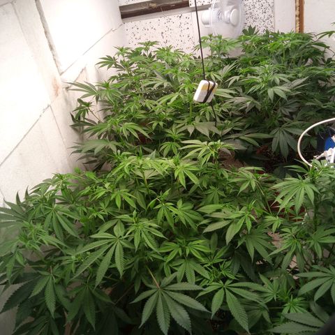 Seriotica a la GaNjaJoHnNaY growlog photo: nachher 