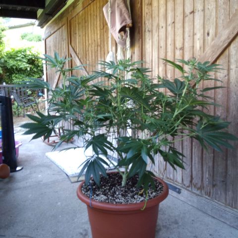 Seriotica a la GaNjaJoHnNaY growlog photo: #1