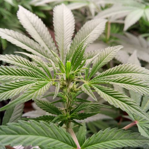 Seriotica a la GaNjaJoHnNaY growlog photo: #1