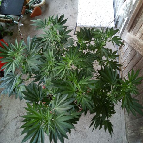 Seriotica a la GaNjaJoHnNaY growlog photo: #1
