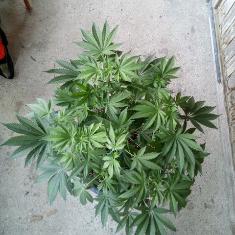 Seriotica a la GaNjaJoHnNaY growlog photo: #1
