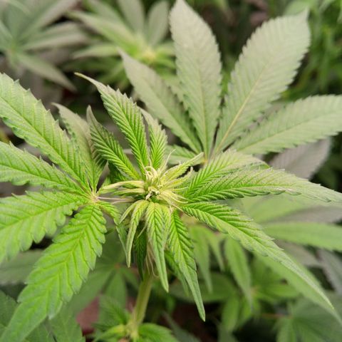 Seriotica a la GaNjaJoHnNaY growlog timeline photo