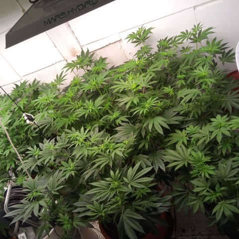 Seriotica a la GaNjaJoHnNaY growlog timeline photo