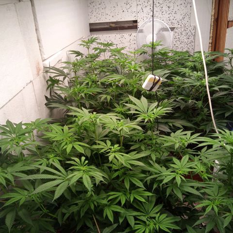 Seriotica a la GaNjaJoHnNaY growlog timeline photo