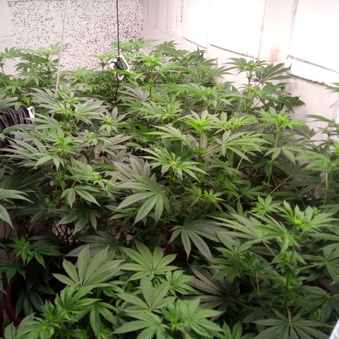 Seriotica a la GaNjaJoHnNaY growlog timeline photo