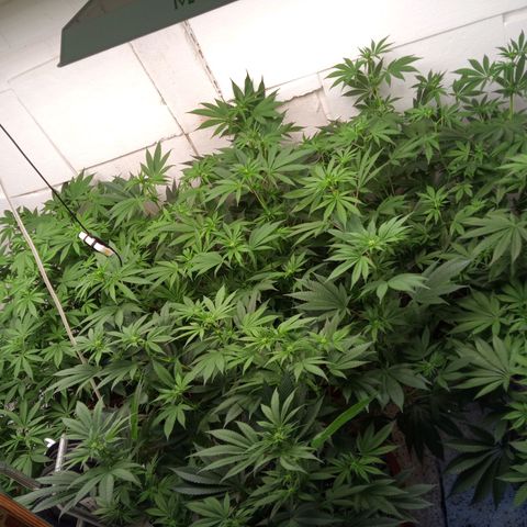 Seriotica a la GaNjaJoHnNaY growlog timeline photo