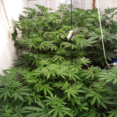 Seriotica a la GaNjaJoHnNaY growlog timeline photo