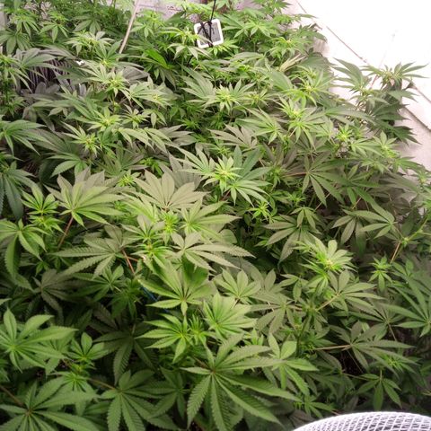 Seriotica a la GaNjaJoHnNaY growlog timeline photo