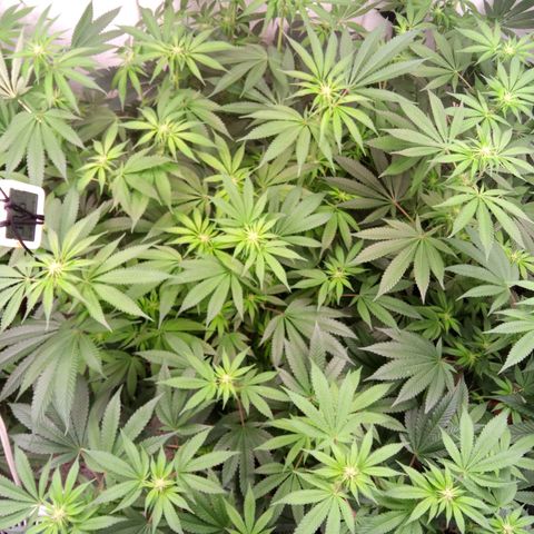 Seriotica a la GaNjaJoHnNaY growlog timeline photo