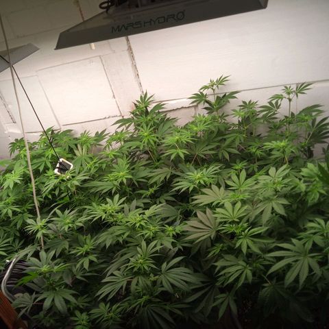 Seriotica a la GaNjaJoHnNaY growlog timeline photo