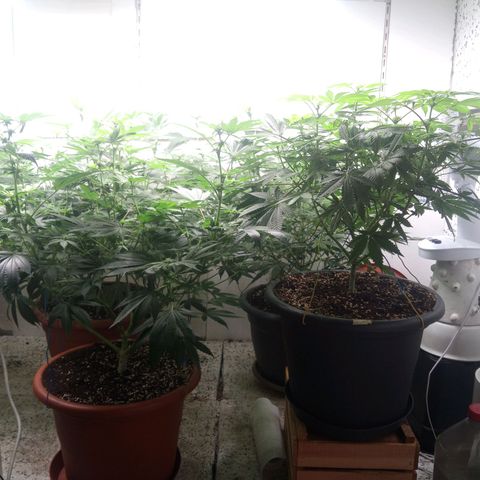 Seriotica a la GaNjaJoHnNaY growlog timeline photo