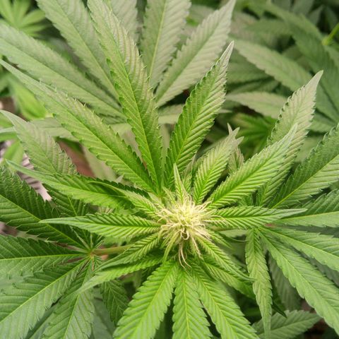 Seriotica a la GaNjaJoHnNaY growlog timeline photo