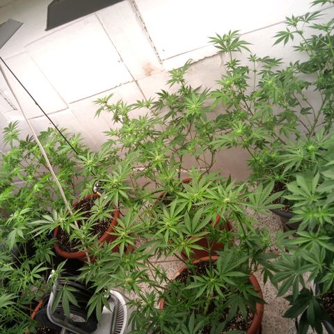 Seriotica a la GaNjaJoHnNaY growlog timeline photo