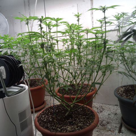 Seriotica a la GaNjaJoHnNaY growlog timeline photo