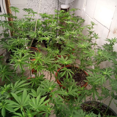 Seriotica a la GaNjaJoHnNaY growlog timeline photo