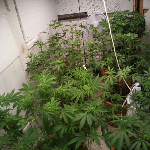 Seriotica a la GaNjaJoHnNaY growlog timeline photo