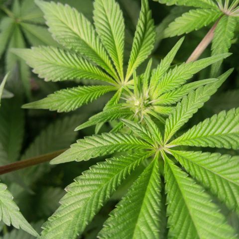 Seriotica a la GaNjaJoHnNaY growlog timeline photo