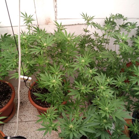 Seriotica a la GaNjaJoHnNaY growlog timeline photo