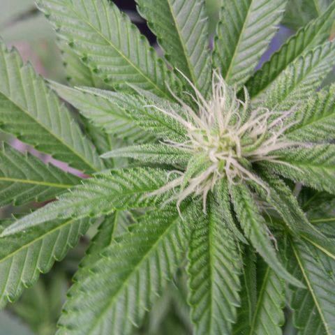 Seriotica a la GaNjaJoHnNaY growlog timeline photo