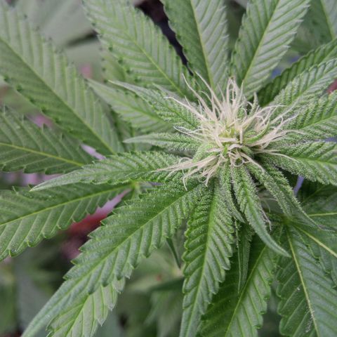 Seriotica a la GaNjaJoHnNaY growlog timeline photo