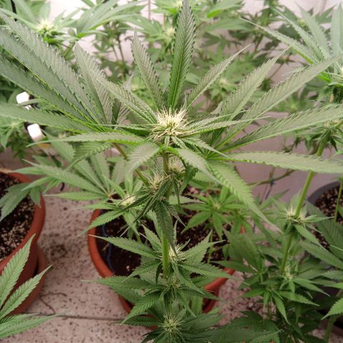 Seriotica a la GaNjaJoHnNaY growlog timeline photo