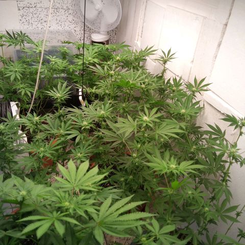 Seriotica a la GaNjaJoHnNaY growlog timeline photo