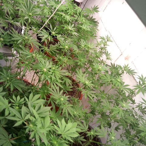 Seriotica a la GaNjaJoHnNaY growlog timeline photo