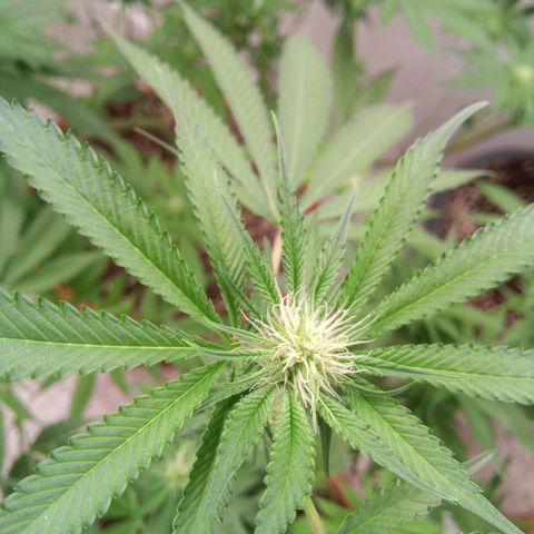 Seriotica a la GaNjaJoHnNaY growlog timeline photo